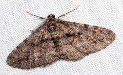 Boarmia suasaria