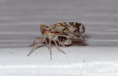 Bothriocera drakei