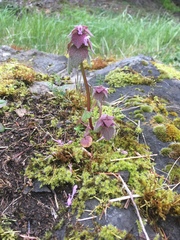 Lamium purpureum purpureum