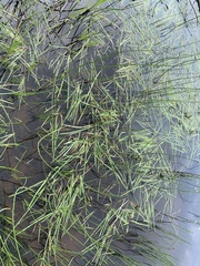 Sparganium fluctuans