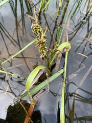 Sparganium fluctuans