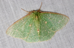 Eucyclodes metaspila