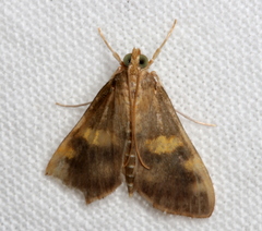 Rehimena surusalis