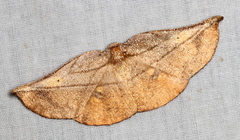 Xenomusa metallica
