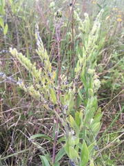 Lithospermum parviflorum