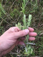 Lithospermum parviflorum