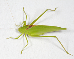 Amblycorypha rotundifolia