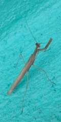 Bistanta mexicana