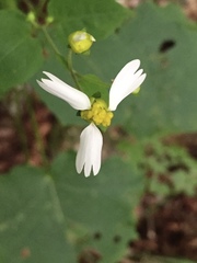 Polymnia cossatotensis