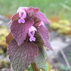 Lamium purpureum purpureum