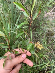 Salix serissima