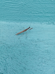 Bistanta mexicana