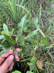 Salix serissima