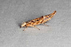 Trachydora chrysodoxa
