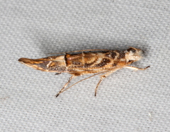 Trachydora chrysodoxa