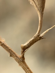 Astragalus eremiticus