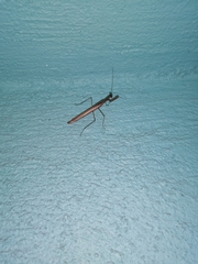 Bistanta mexicana
