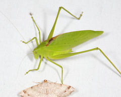 Amblycorypha rotundifolia