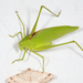 Rattler Round-winged Katydid - Photo (c) Tom Murray, some rights reserved (CC BY-NC), uploaded by Tom Murray