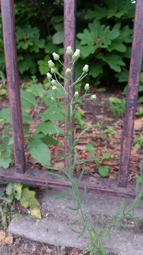 Flax-leaved Horseweed