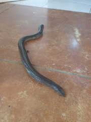 Dermophis mexicanus