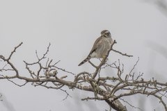 Spiziapteryx circumcincta