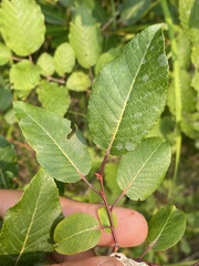Salix pyrifolia