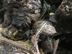 Helicorthomorpha