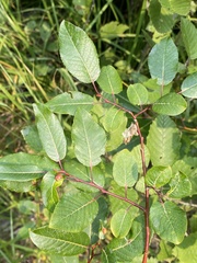 Salix pyrifolia