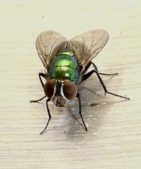 Lucilia eximia