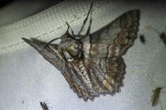 Hypobapta tachyhalotaria