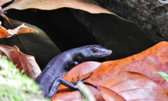Emoia nigra