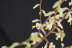 Fosterella chaparensis