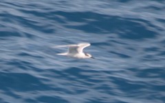 Thalasseus sandvicensis