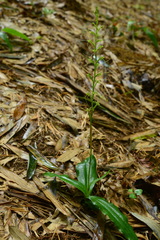 Peristylus monticola