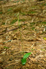 Peristylus lacertifer