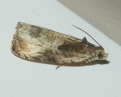 Olethreutes connectum