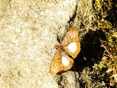 Theagenes aegides