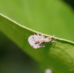 Entiminae
