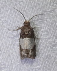 Epiblema tripartitana