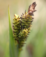 Carex scopulorum