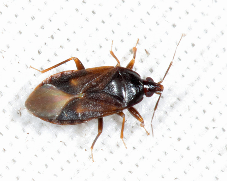 Lyctocorid Pirate Bugs