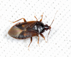 Lyctocoris stalii
