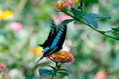 Graphium sarpedon