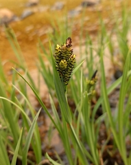Carex scopulorum
