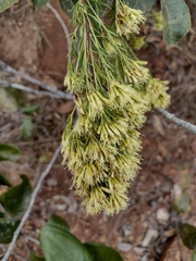 Pseudobrickellia brasiliensis
