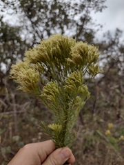 Pseudobrickellia brasiliensis