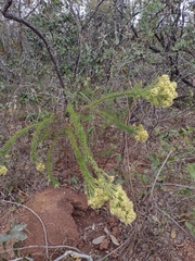 Pseudobrickellia brasiliensis