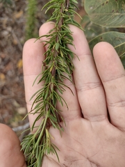 Pseudobrickellia brasiliensis