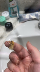 Megalopyge opercularis